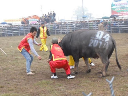 Người Hà Nội tấp nập đội mưa đi xem chọi trâu